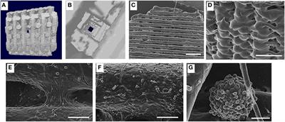 Biofabrication and Bone Tissue Regeneration: Cell Source, Approaches, and Challenges